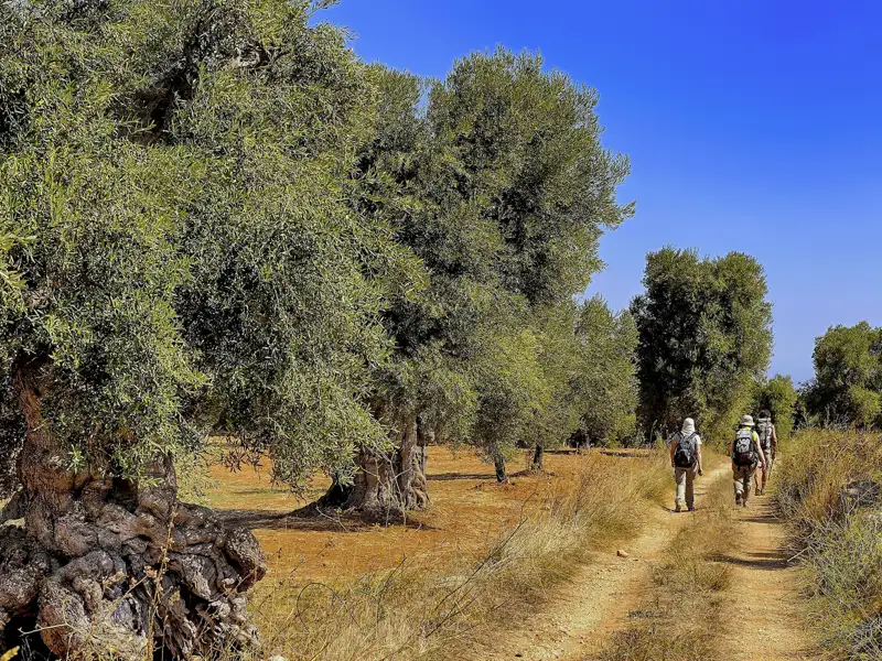 Unsere elftägige Rundreise durch Apulien führt Sie höchst abwechslungsreich mal am Meer entlang, mal durch Olivenhaine, mal zu Naturreservaten.