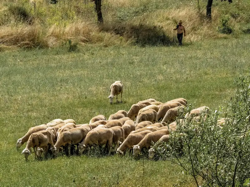 Bei unserer Studiosus-Reise im Süden Italiens begegnen wir immer wieder auch mal Beispielen der lokalen Fauna, etwa einer Schafherde.