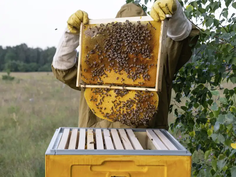 Bei dieser Studienreise mit Muße nach Sardinien schauen wir bei einem Besuch einer Imkerin über die Schulter.