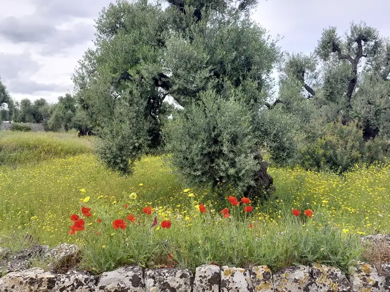 Auf dieser Studienreise lernen wir alle landschaftlichen und kulturellen Höhepunkte Apuliens kennen. Die Landschaft rund um Ostuni ist immer noch sehr von der Landwirtschaft geprägt.