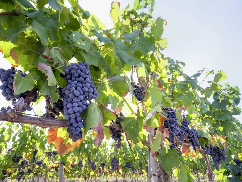 Regionale Leckerbissen stehen im Programm einer jeden Studiosus-Studienreise. Hier auf Sizilien sind es unter anderem reife blaue Trauben.