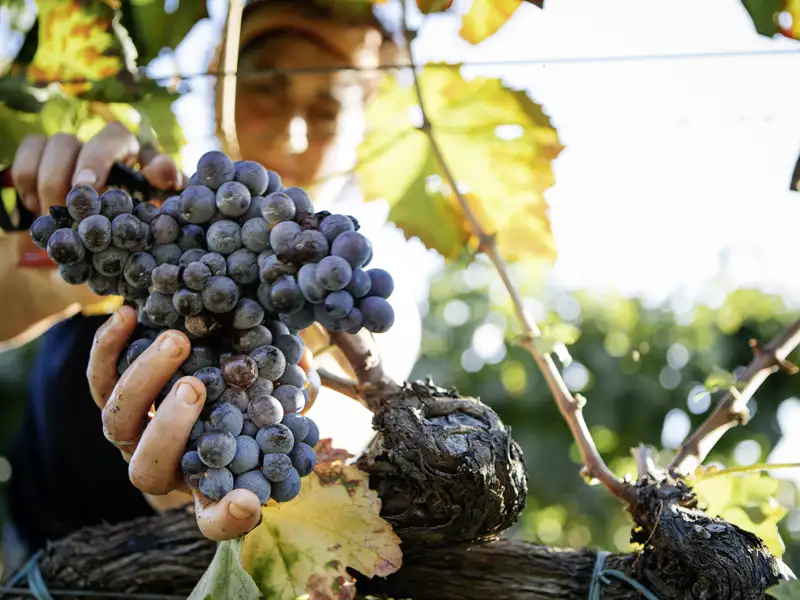 Auf unserer Rundreise durch Sizilien kommen wir auch an vielen Weinbergen vorbei. Die sizilianischen Rotweine sind bekannt für ihre fruchtigen Aromen und tiefe Farbe.