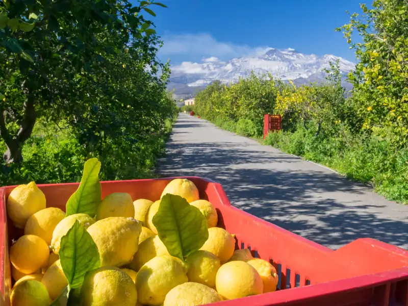 Unterwegs auf unserer Rundreise durch Sizilien kosten wir gern die sonnengereiften Früchte der Insel.