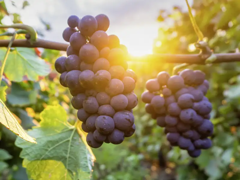 Eine Studienreise durch Frankreich wäre unvollständig, würde man sich nicht auch den Weinen widmen, die in vielen Regionen mit viel Liebe und Leidenschaft von den Winzern erzeugt werden.