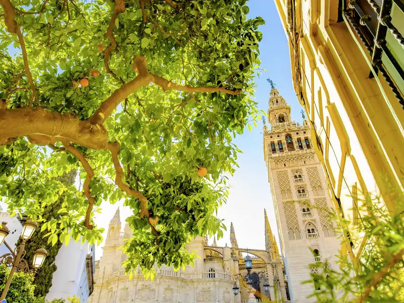 Die Giralda, der Glockenturm der Kathedrale von Sevilla, im Vordergrund ein Orangenbaum