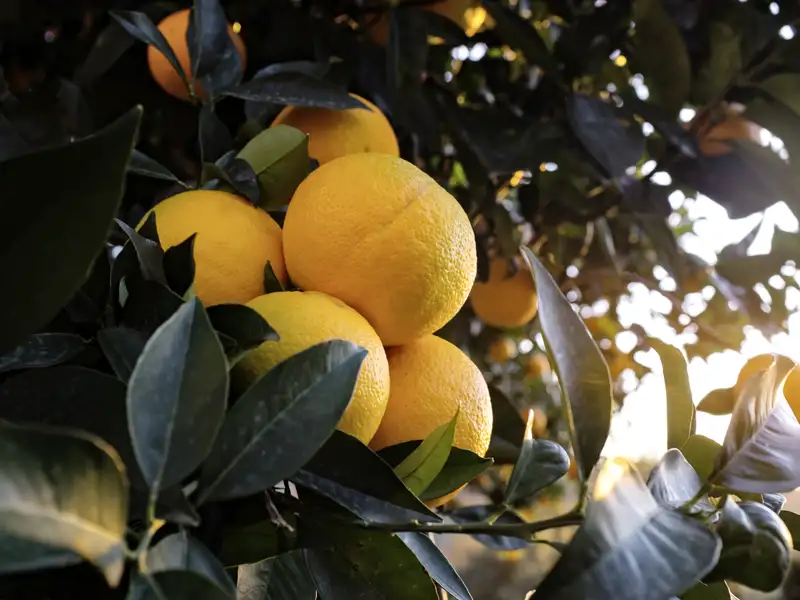 Reife Orangen am Baum im Sonnenlicht