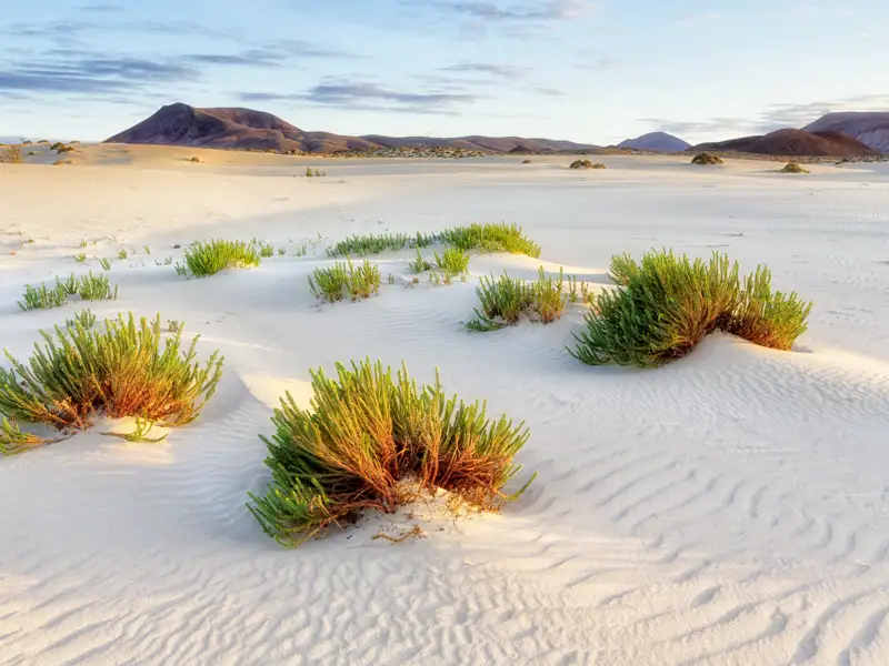 Auf unserer Studiosus-Reise über die beiden Kanareninseln Fuerteventura und Lanzarote zeigt sich die Natur von ihrer schönsten Seite, wie hier bei einer Wanderung durch die weitläufige Dünenlandschaft im Naturpark Corralejo auf Fuerteventura.