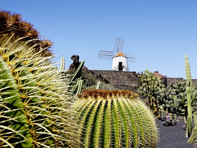 In einem ehemaligen Steinbruch auf Lanzarote erschuf César Manrique einen kunstvoll angelegten Kakteengarten, den Jardín de Cactus, mit über 1400 Arten, dessen Besuch auf der Gruppenreise von Studiosus natürlich nicht fehlen darf.
