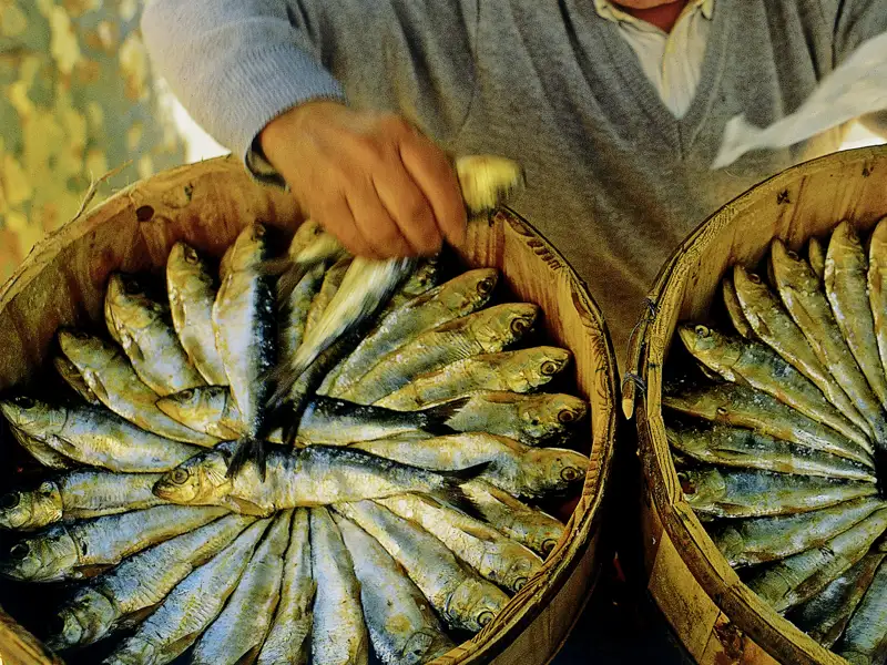 Ein Feuerwerk aus Farben und Aromen erwartet uns auf dem Markt von Alcúdia – nur eines der kulinarischen Erlebnisse auf unserer achttägigen Wanderstudienreise nach Mallorca.