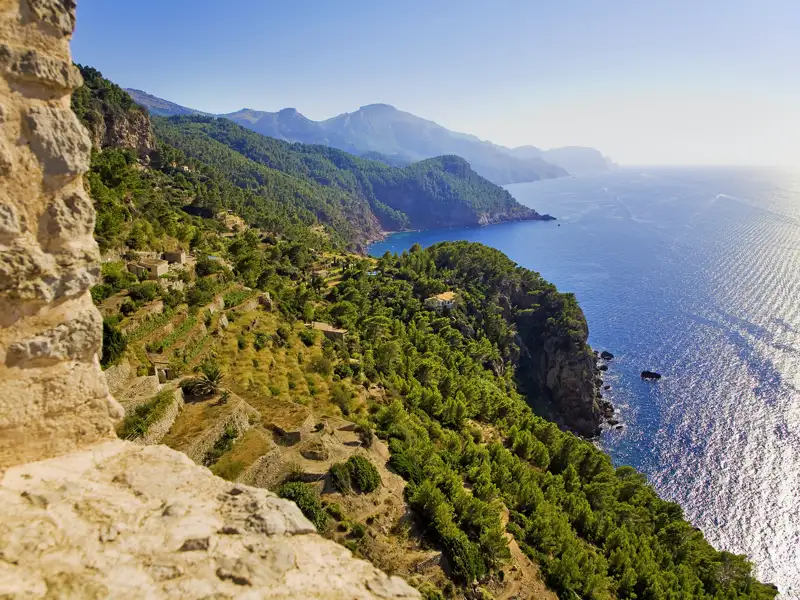 Auf unserer Wanderreise auf Mallorca erleben wir bei Banyalbufar die ursprüngliche Natur der Insel: Wir wandern durch duftende Kiefernwälder, vorbei an alten Olivenhainen und schattigen Johannesbrotbäumen – mediterranes Landschaftserlebnis pur.