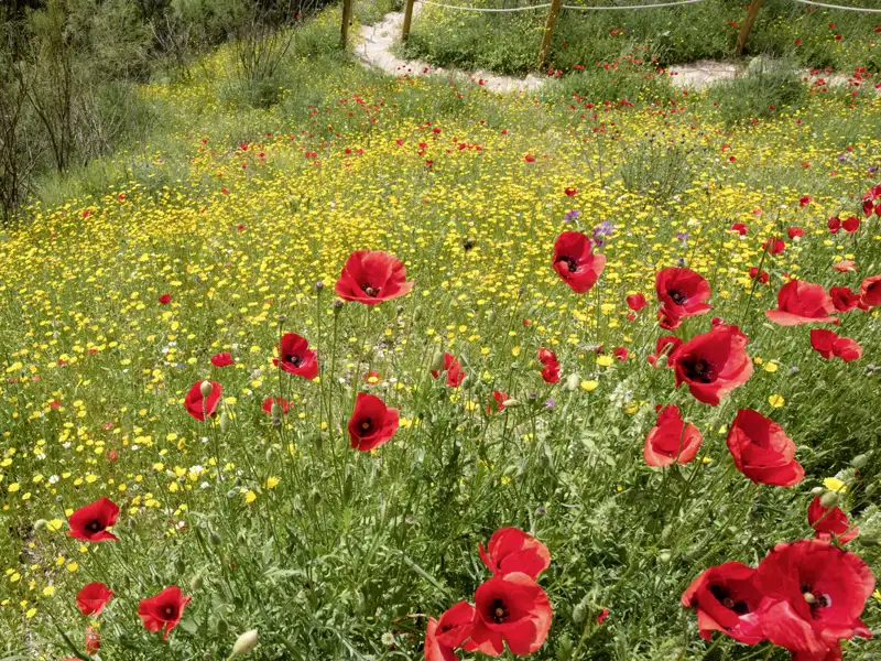 Wir sehen blühenden Klatschmohn und gelbe Wiesenblumen an einem Wanderweg in der Sierra de Grazalema. Wandern mit Studiosus in Andalusien – nah dran an der Natur.
