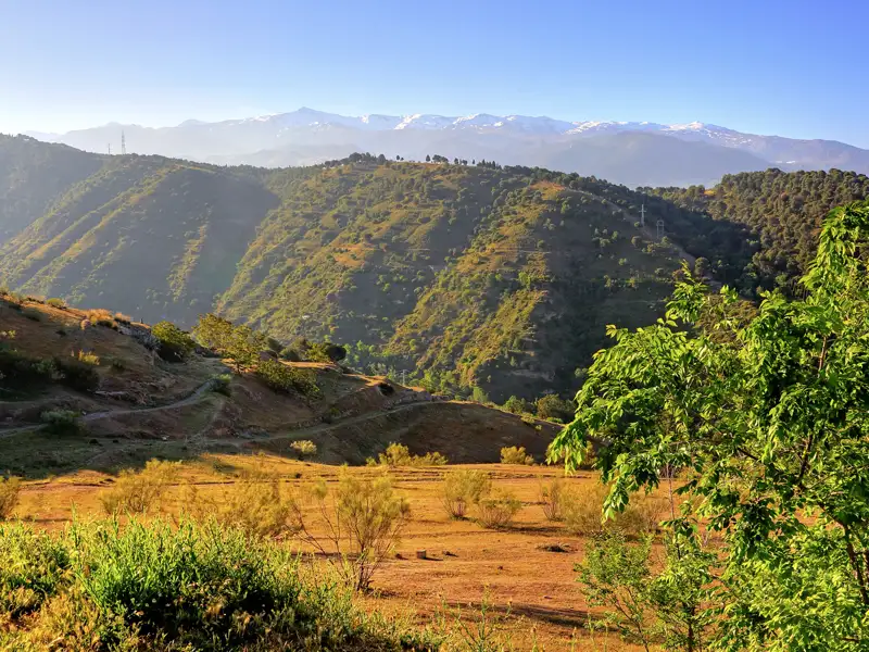 Hügelige Landschaft mit Bäumen und schneebedeckten Bergen im Hintergrund