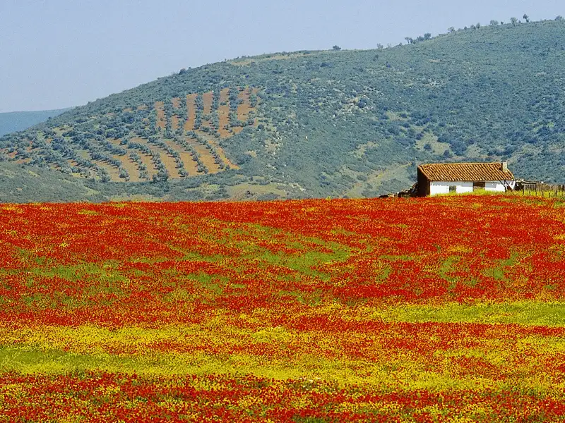 Diese Studiosus-Rundreise durch Kastilien und die Extremadura verbindet kulturelle Höhepunkte mit eindrucksvollen Naturerlebnissen von den weiten, mit Steineichen bewachsenen Hochebenen Kastiliens über die ursprüngliche Extremadura bis hin zum Nationalpark Monfragüe, einem Paradies für Vogelbeobachtung und Naturfreunde.