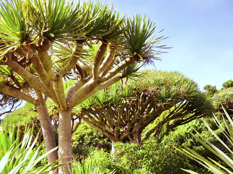 Die Vegetation auf den Azoren ist sehr vielfältig – auch Drachenbäume werden wir auf unserer Reise über die Azoreninseln immer wieder entdecken.