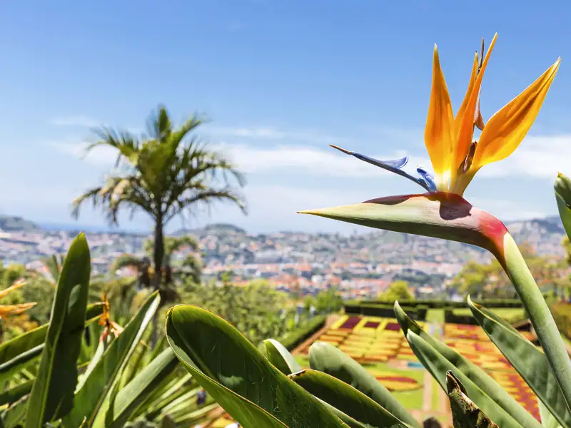 Immer wieder erfreut uns auf unserer Wander-Studienreise Portugals Blütenpracht, hier eine Strelizie, auch Papageienblume genannt.