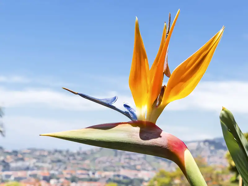 Immer wieder erfreut uns auf unserer Studienreise mit Muße Madeiras Blütenpracht, hier eine Strelitzie, auch Papageienblume genannt.