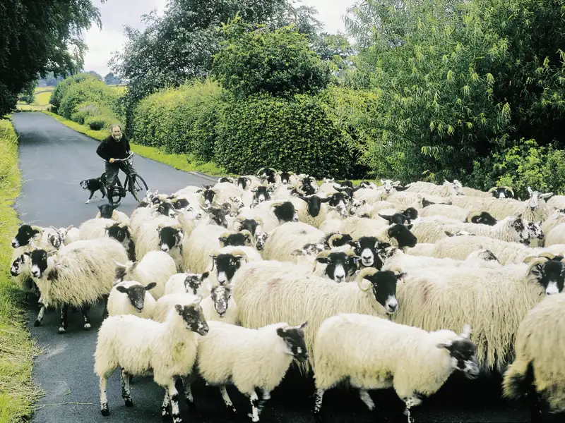 Hin und wieder kommt es auf unserer Studienreise durch England und Schottland auch zu überraschenden Begegnungen in ländlicher Idylle.