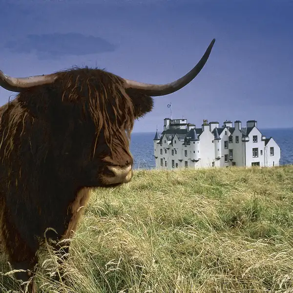 Den zotteligen Highland-Rindern mit den breiten Hörnen begegnen wir auf unserer Rundreise durch Schottland ganz sicher auch.