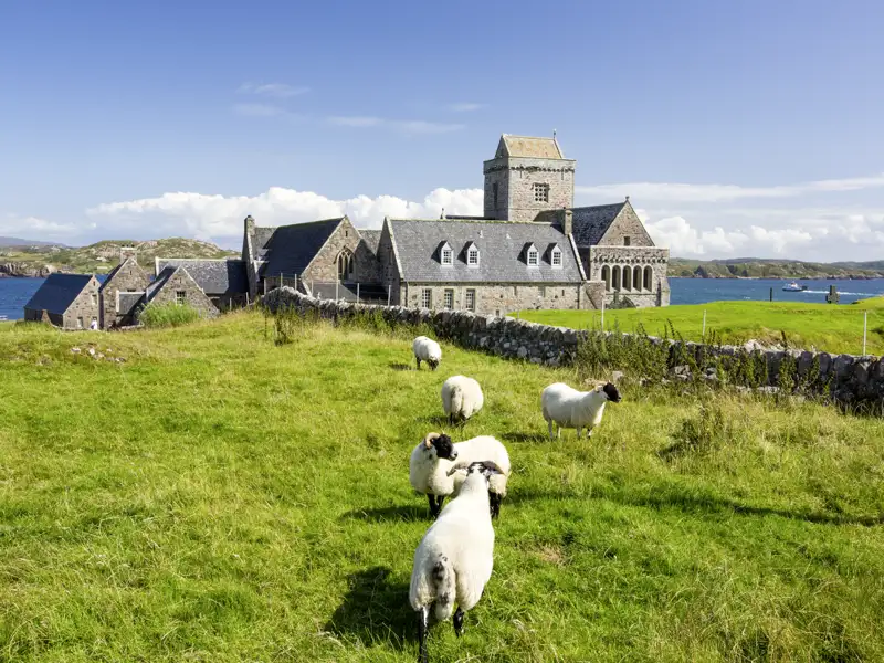 Auf unserer Schottlandrundreise unternehmen wir einen Fährausflug zur Insel Iona. Hier besuchen wir die weltberühmte Abtei und fotografieren Schafe.