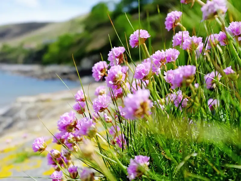 Baden und Wandern gehören zum Programm unserer Gruppenreise nach Jersey, wobei wir uns am Anblick des Meeres und der Natur erfreuen.