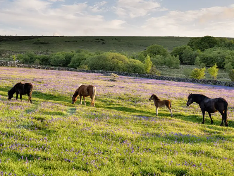 Vielleicht laufen uns auf unserer Studienreise durch Südengland im Dartmoor-Nationalpark halbwilde Ponys über den Weg.