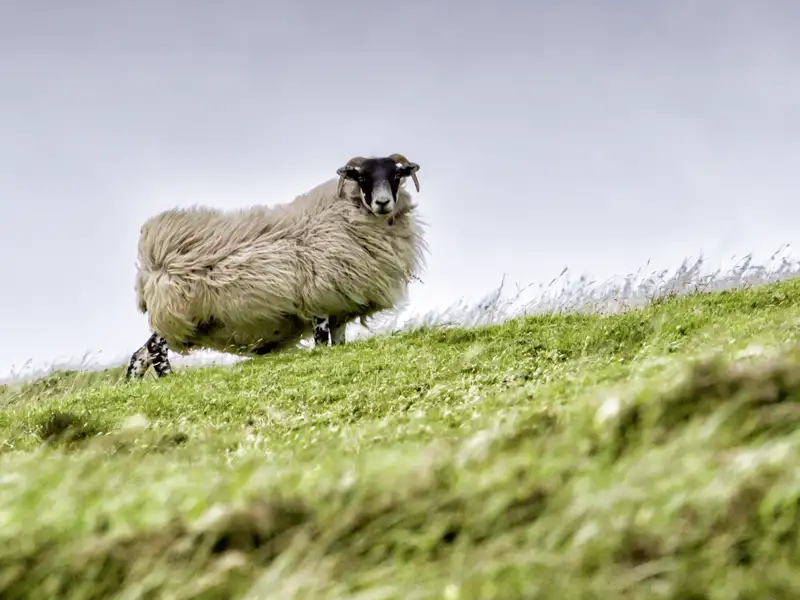 Ein Schaf mit einem dichten Wollkleid an einem grünen Hang lässt sich den Wind durch die Wolle blasen. Nur eine der möglichen Begegnungen der tierischen Art, wenn wir zu Fuß während unserer Studienreise durch Schottland unterwegs sind