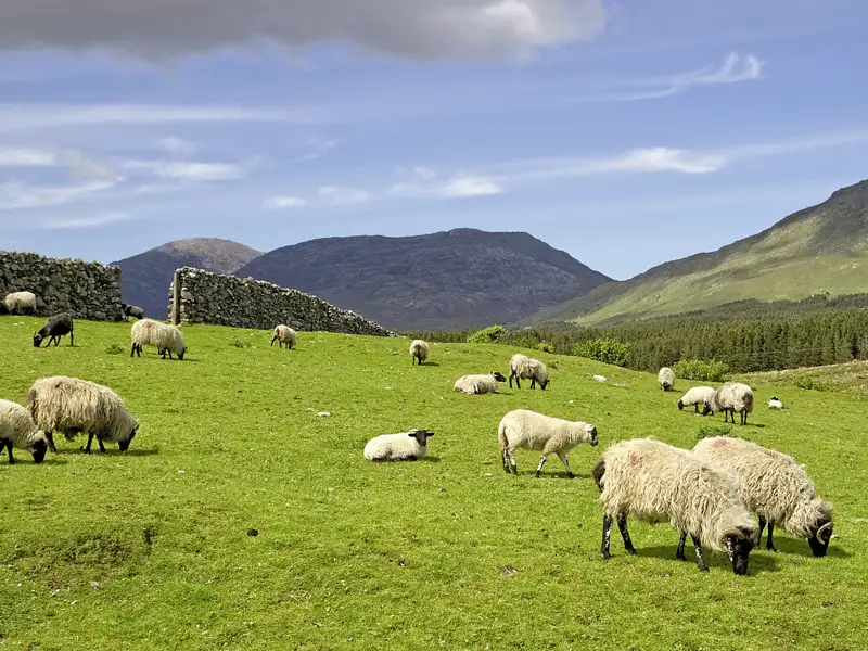 Auf unserer Studienreise durch Irland sehen wir vor allem in der Region Connemara viele Schafe auf den Weiden vor grünen Hügeln grasen.