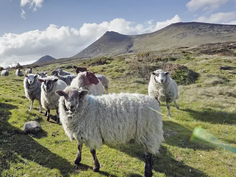 Auf unserer Rundreise durch Irland und Nordirland begegnen wir auch der Natur. Schafe weiden meist frei und sind ein beliebtes Fotomotiv.