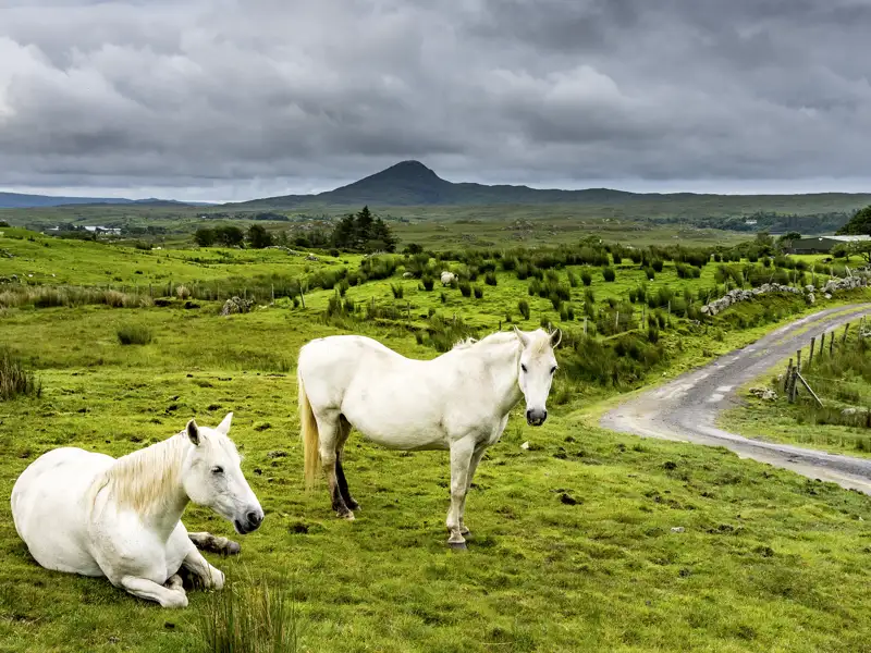 Aus der  rauen und wildromantischen Region Connemara stammen die bekannten Connemara-Ponys, die fast so groß wie ein Pferd sind und gerne als Reitponys genutzt werden. Die meisten Exemplare sind Greys.