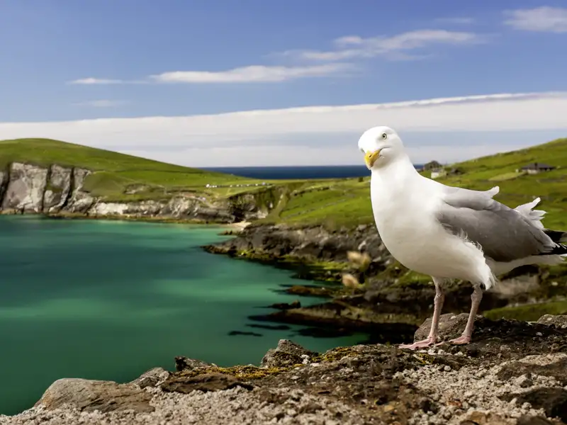 Auf unserer Wanderreise durch Irland kommen wir entlang des Slea Head Drive auf der Dingle-Halbinsel. Eine Möwe sitzt auf einer Klippe und überblickt die Küste.