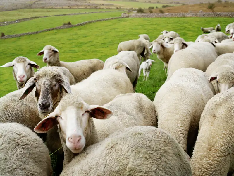 Auf unserer Studienreise durch Irland erkunden wir Stadt und Land. Auf unserer Fahrt durch Moorlandschaften und Hügel begegnen wir dabei natürlich immer wieder Schafen - ebenso neugierig wie fotogen!