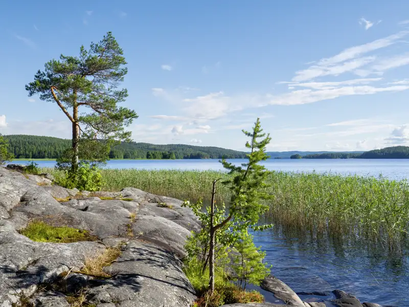 Unsere Rundreise führt auch durch die typisch finnische Seenlandschaft mit felsigem Uferbereich mit Kiefern und Schilf.