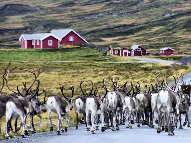 Diese Wanderreise entführt die Reisenden auf das norwegische Fjell, durch dessen karge Weiten auch jede Menge Rentiere ziehen