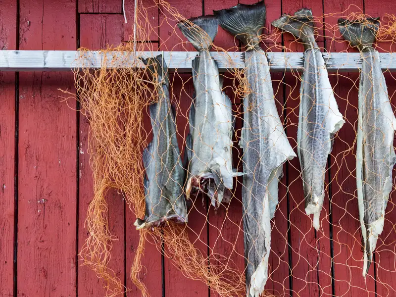 Auf den nordnorwegischen Inseln werden wir immer wieder Trockenfisch sehen, der im Winter gefangen und getrocknet und dann auch noch im Sommer als köstlicher Fisch verspeist wird.