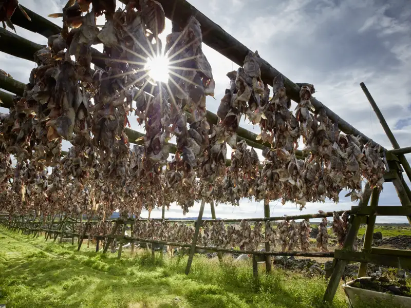 Getrockneter Fisch an Holzgestellen – ein Beispiel für traditionelle Konservierungsmethoden