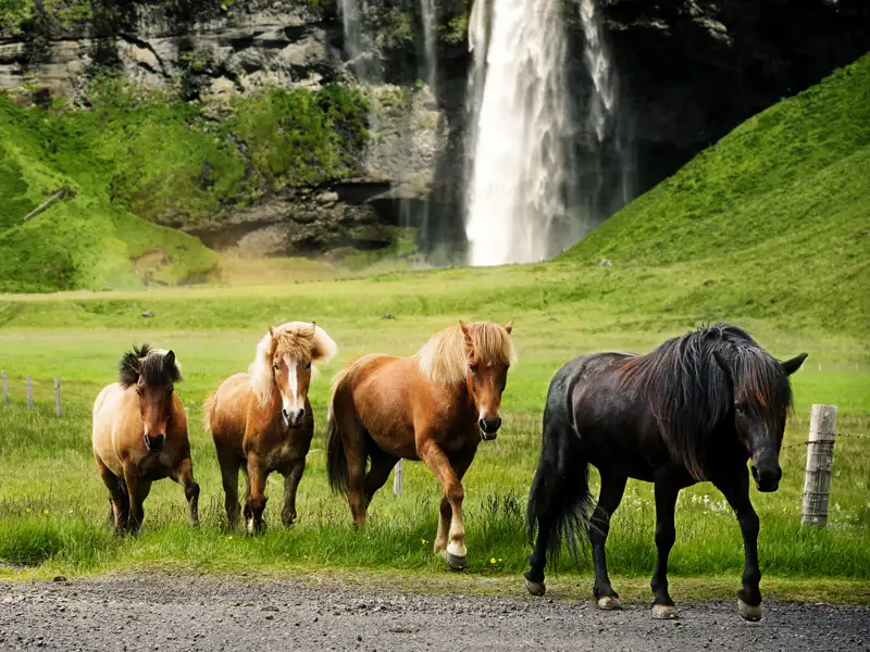 Islandpferde begegnen uns immer wieder auf unserer Studiosus-Reise rund um die Insel.