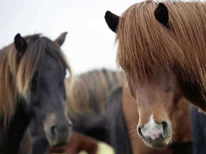 Unsere Reise durch Island ist reich an grandiosen Landschaftseindrücken und Naturerlebnissen. Auf unserer Rundreise werden uns immer wieder neugierige  Islandpferde begegnen.
