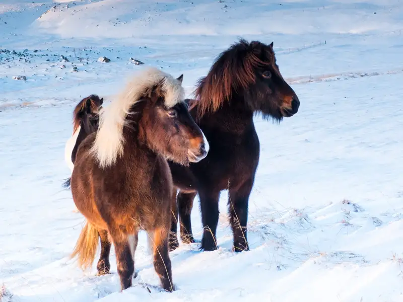 Unterwegs in Island begegnen uns neben den Naturschönheiten auch immer wieder Islandpferde.