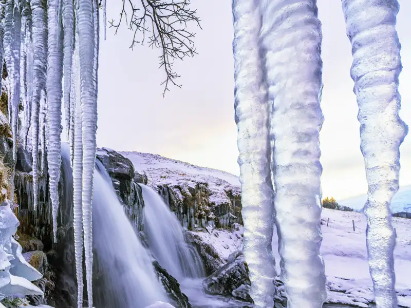 Auf der Studienreise durch Island machen wir einen Abstecher zum Gullfoss. Wenn wir Glück haben, erleben wir den sonst tosenden Wasserfall ganz still als Eisskulptur – ein Kunstwerk der Natur.