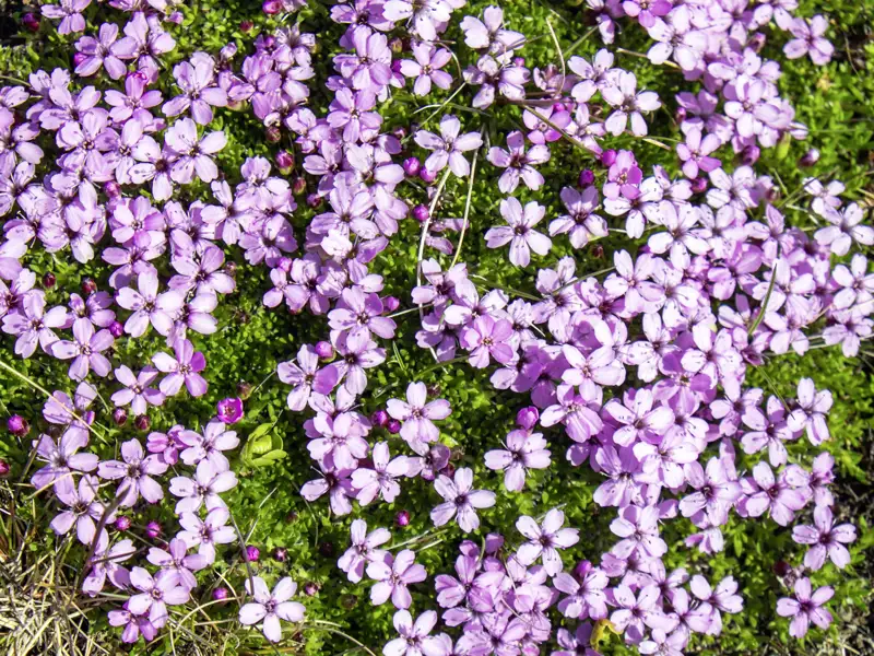 Immer wieder entdecken wir auf unserer Rundreise durch Island kleine lilafarbene Moosblüten.