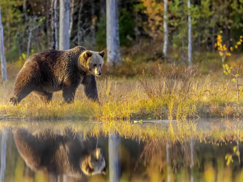 Tief in den finnischen Wäldern gehen wir bei unserer Studienreise zur Herbstlaubfärbung im Norden auf Bärenbeobachtung.
