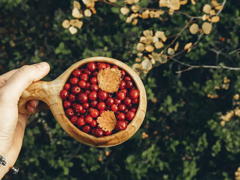 Probieren Sie unterwegs auf dieser Reise durch Finnland unbedingt auch die köstlichen Beeren aus den Wäldern.