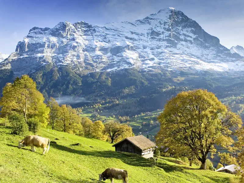 Auf dem Programm dieser acht- bzw. zehntägigen Studienreise durch die Schweizer Bergwelt stehen faszinierende Berglandschaften, wie hier Grindelwald mit dem Eiger im Berner Oberland.
