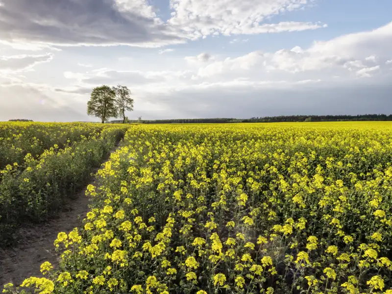Auf unserer Studienreise durch Nordpolen bestaunen wir die goldgelben Rapsfelder in Masuren. Wir erkunden jeden Tag einzigartige Landschaften rund um die Masurische Seenplatte.