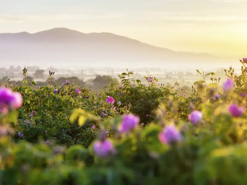 Auf dieser zehntägigen Studienreise durch Bulgarien von der Hauptstadt Sofia durch das Balkangebirge bis zum Schwarzen Meer erleben Sie bezaubernde Klöster, freundliche Menschen und eindrucksvolle Landschaften wie hier im Tal der Rosen mit seinem bezaubernden Duft.
