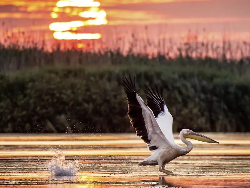 Auf unseren Bootsfahrten im Donaudelta während unserer Studienreise durch Rumänien haben wir Gelegenheit, die reiche Tierwelt zu beobachten.