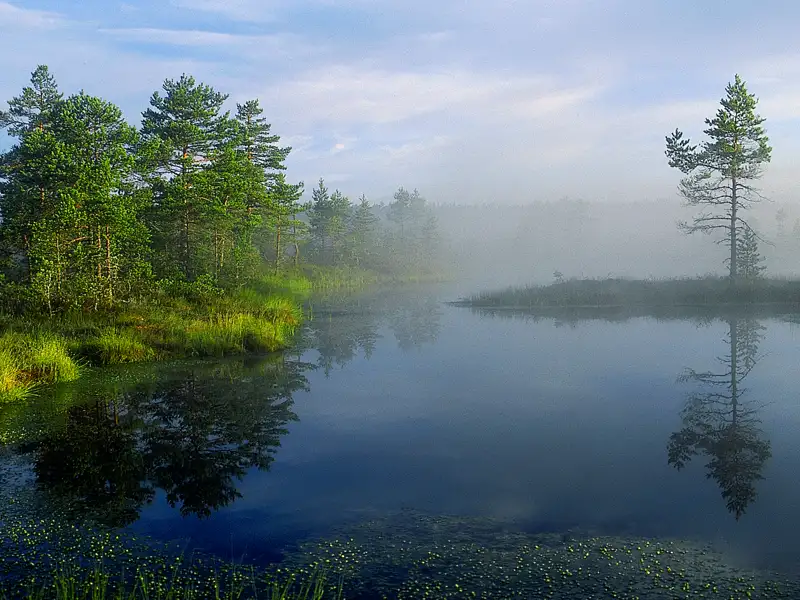 Zu einem  landschaftlichen Highlight unserer Balitikumsreise gehören zweifelsfrei die Moorlandschaften.