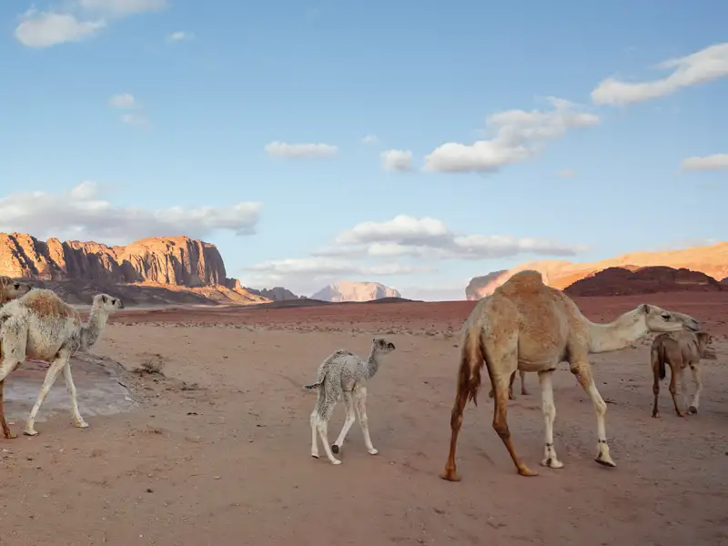 Jeeps bringen unsere kleine Gruppe zu den schönsten Plätzen im Wadi Ram - und Dromedare sind natürlich auch mit von der Partie. Einer der Höhepunkte unserer smart&small-Rundreise durch Jordanien.