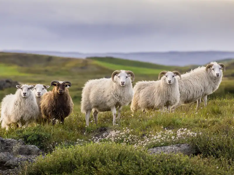 Unsere Studienrundreise mit Studiosus nach Island zeigt uns die Vielfalt der isländischen Natur. Wir kommen nicht nur den Mächten der Natur nahe, sondern auch den einheimischen Tieren.
