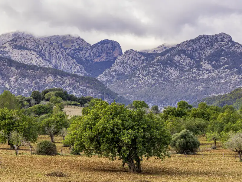 Schroffe Felsen begleiten uns auf unseren Ausflügen im wilden Tramuntana-Gebirge. Auf der smart & small-Reise von Studiosus übernachten wir im idyllischen Bergdorf Orient.